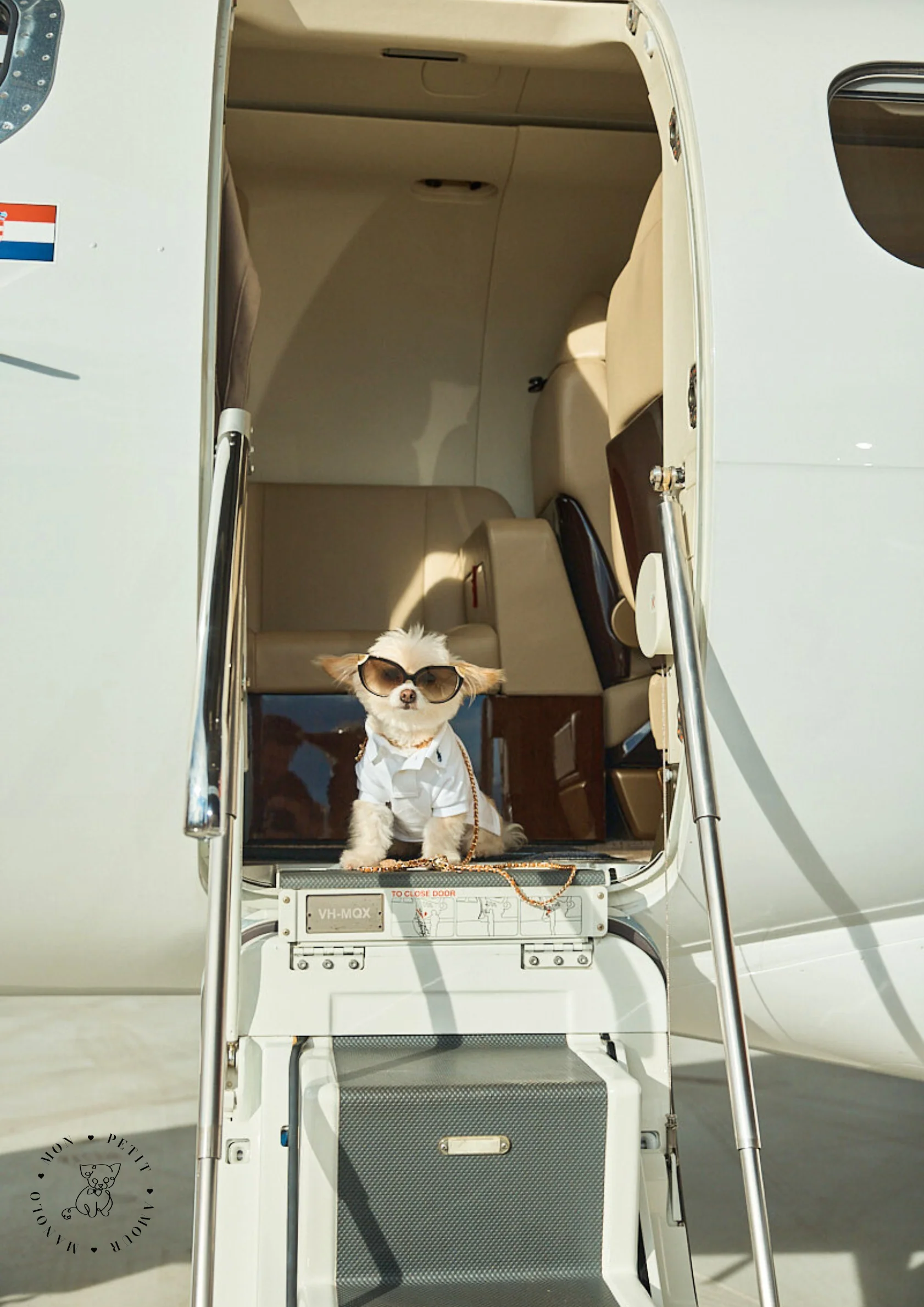 a dog wearing sunglasses and a suit sitting on an airplane