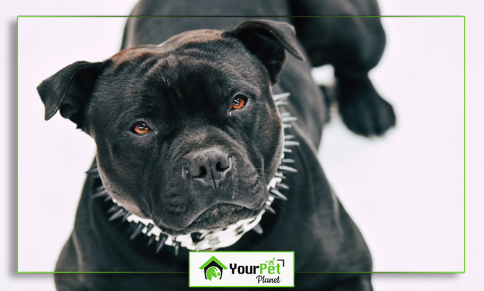 a black dog with spiked collar