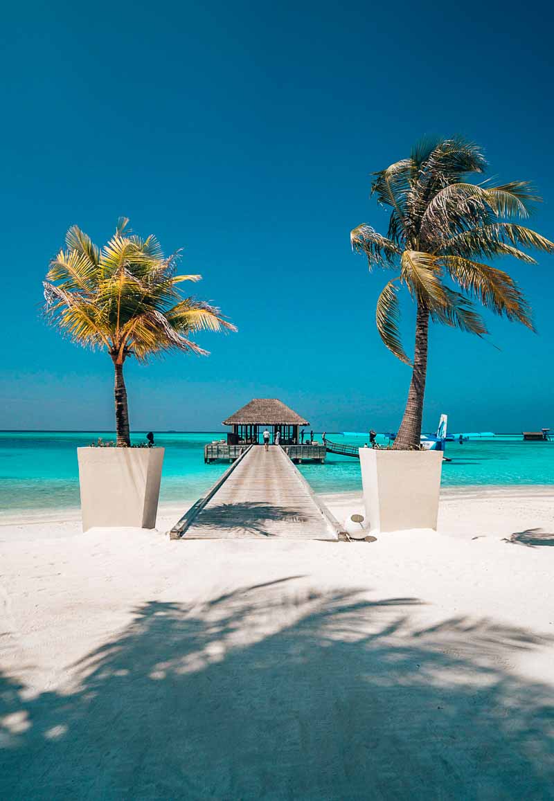 a dock with palm trees and a hut on the beach