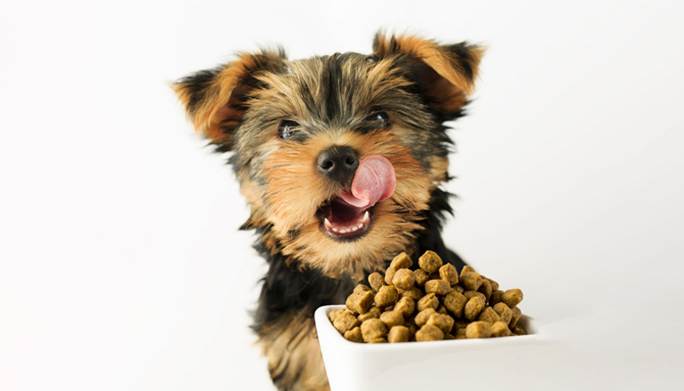 a dog licking its nose with a bowl of food