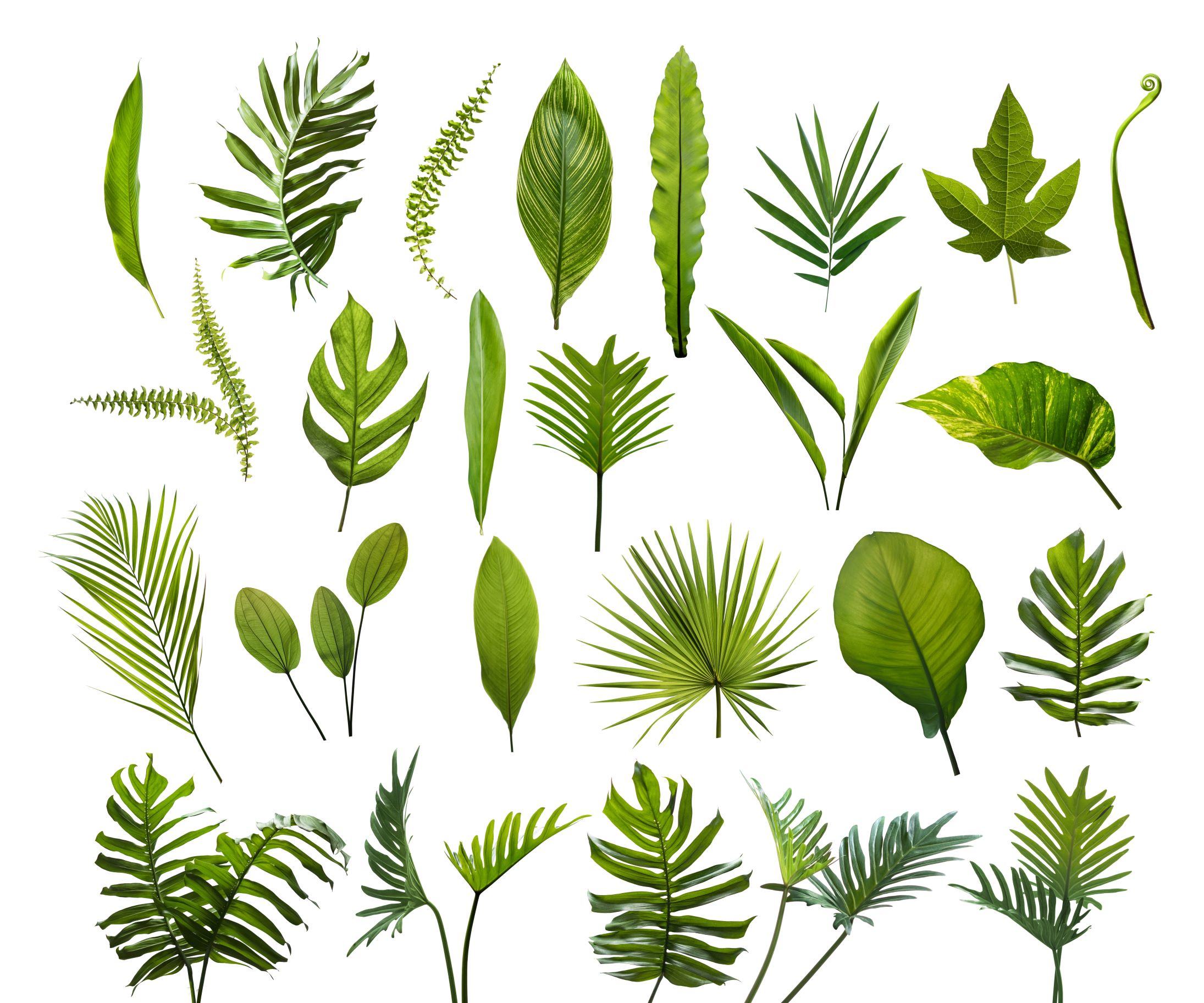 a collection of green leaves