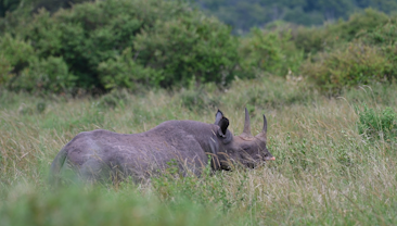 a rhinoceros lying in tall grass
