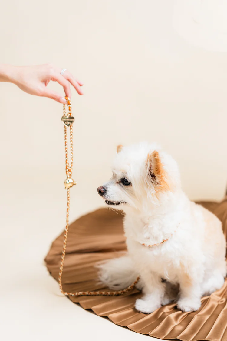 a dog sitting on a bed with a hand holding a necklace