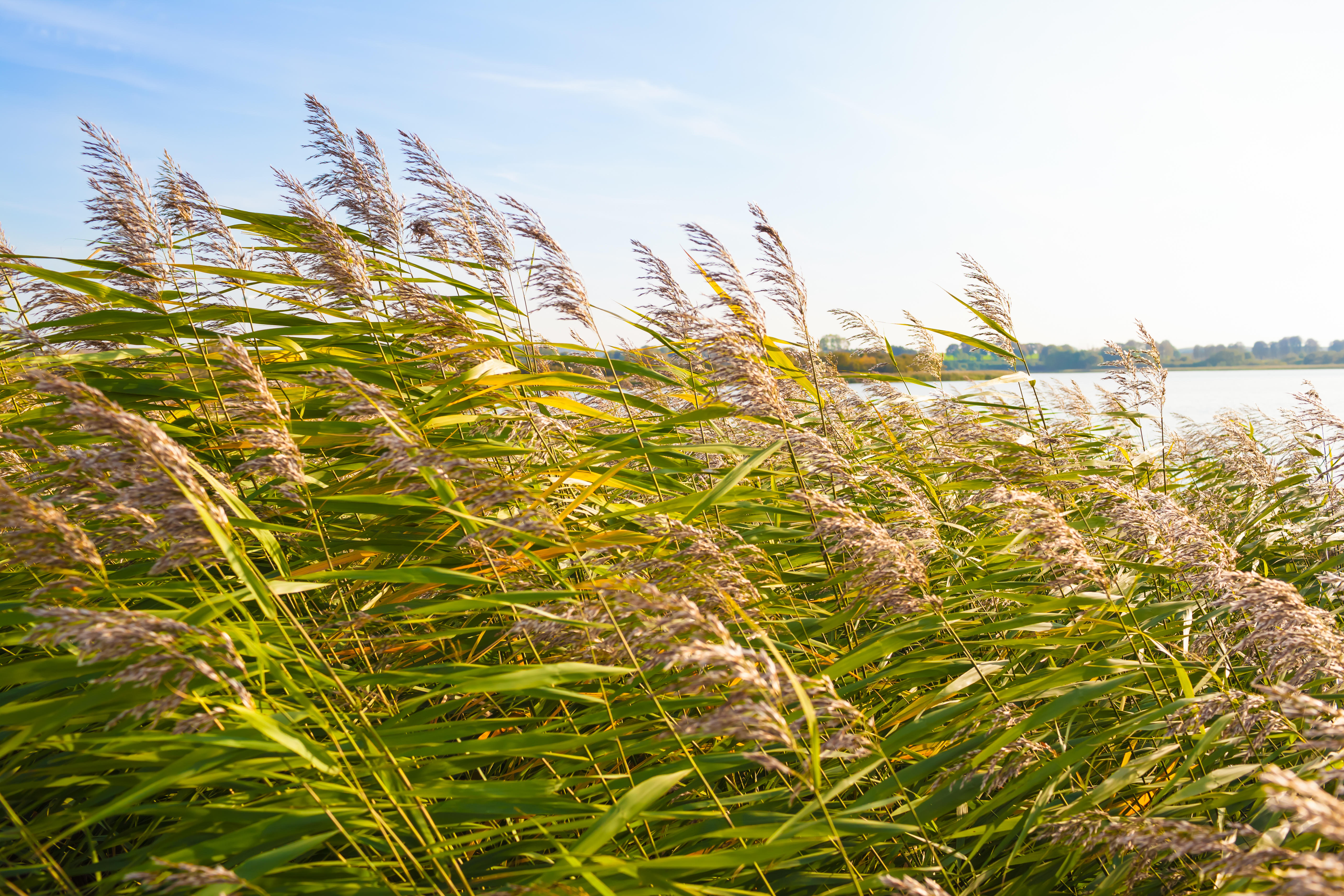 tall grass with flowers in the foreground