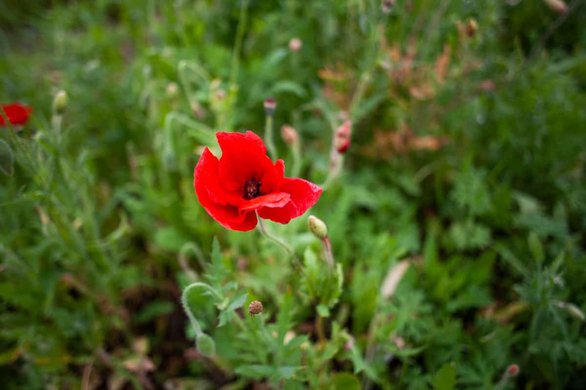a red flower in a field