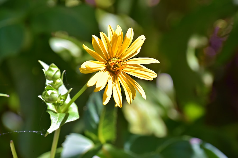 a yellow flower with green leaves