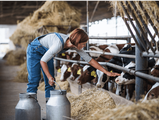 a woman feeding cows in a barn