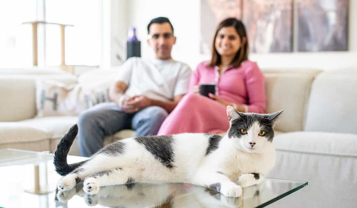 a cat lying on a table with a man and woman in the background