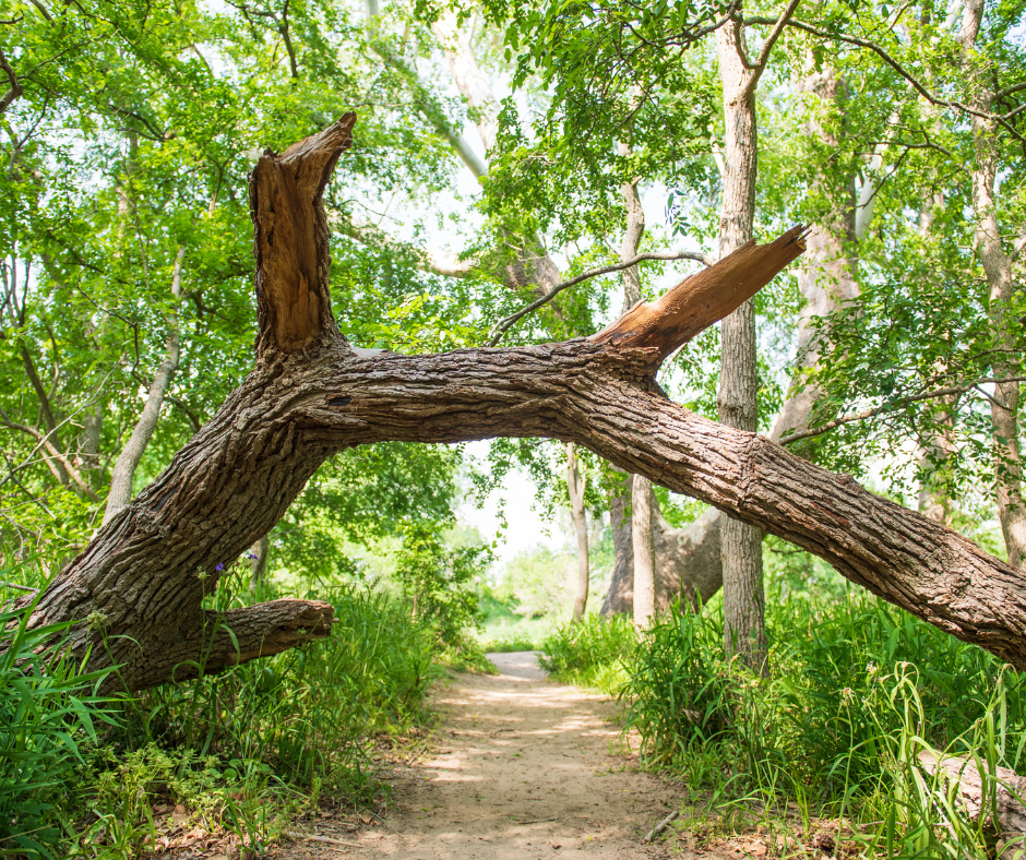 a tree trunk over a path