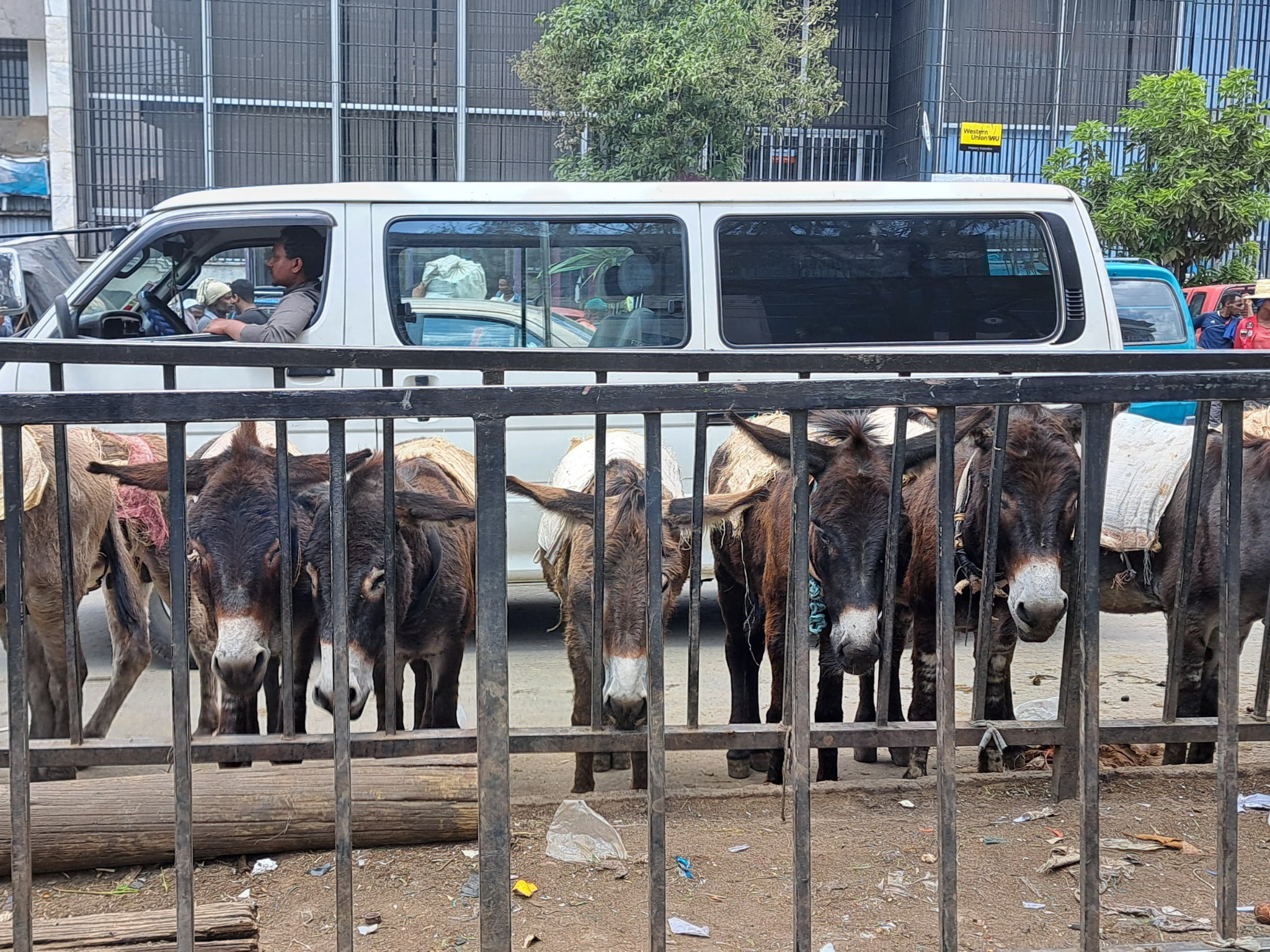 a group of donkeys behind a fence