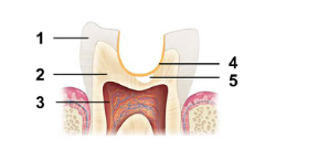 a diagram of a human tooth