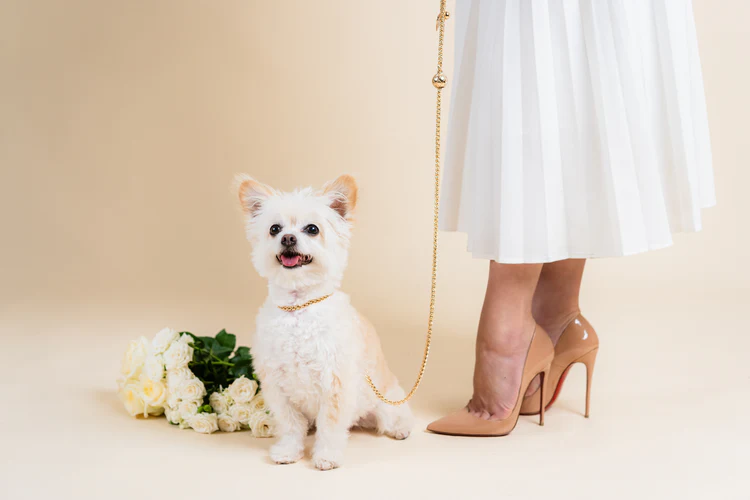 a dog on a leash next to a woman's legs