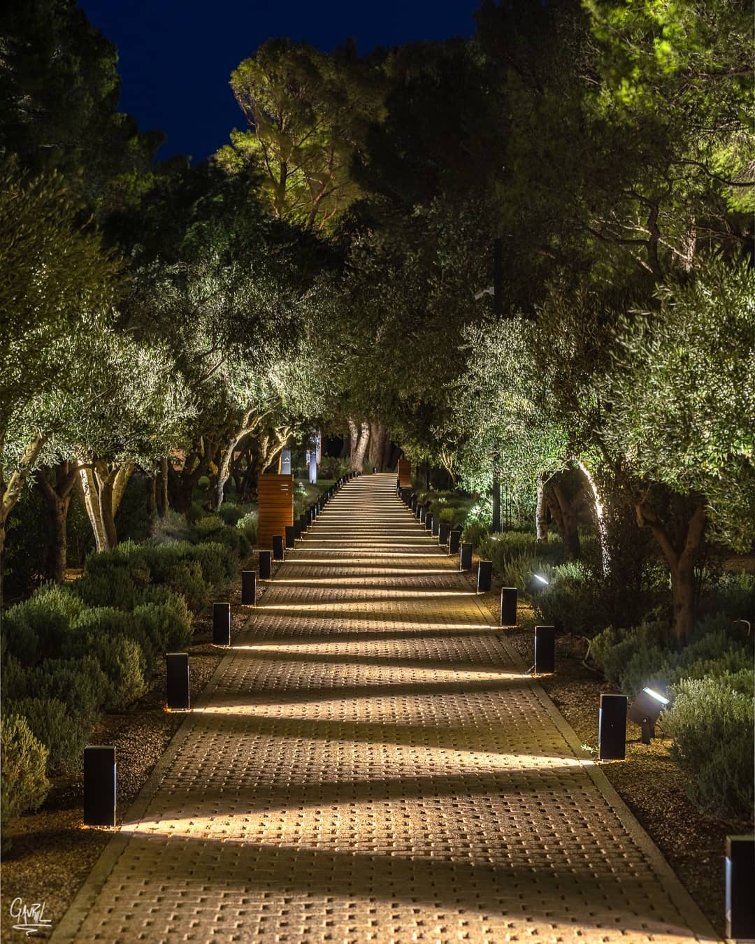 a walkway with trees and lights at night