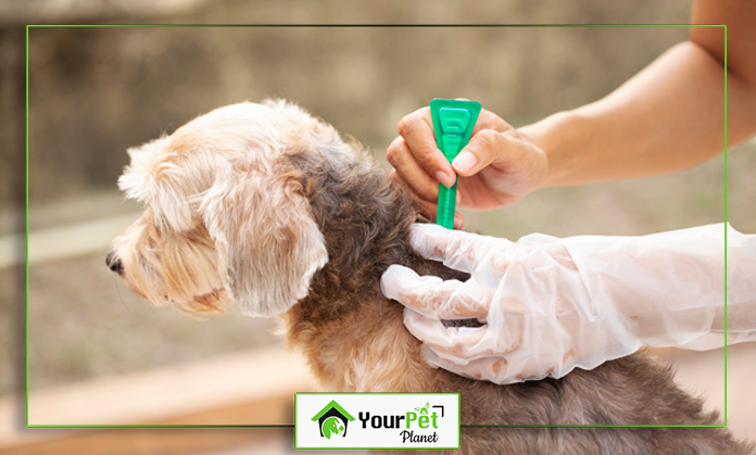 a person brushing a dog's hair