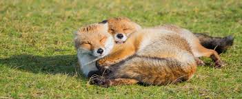 two foxes cuddling on grass