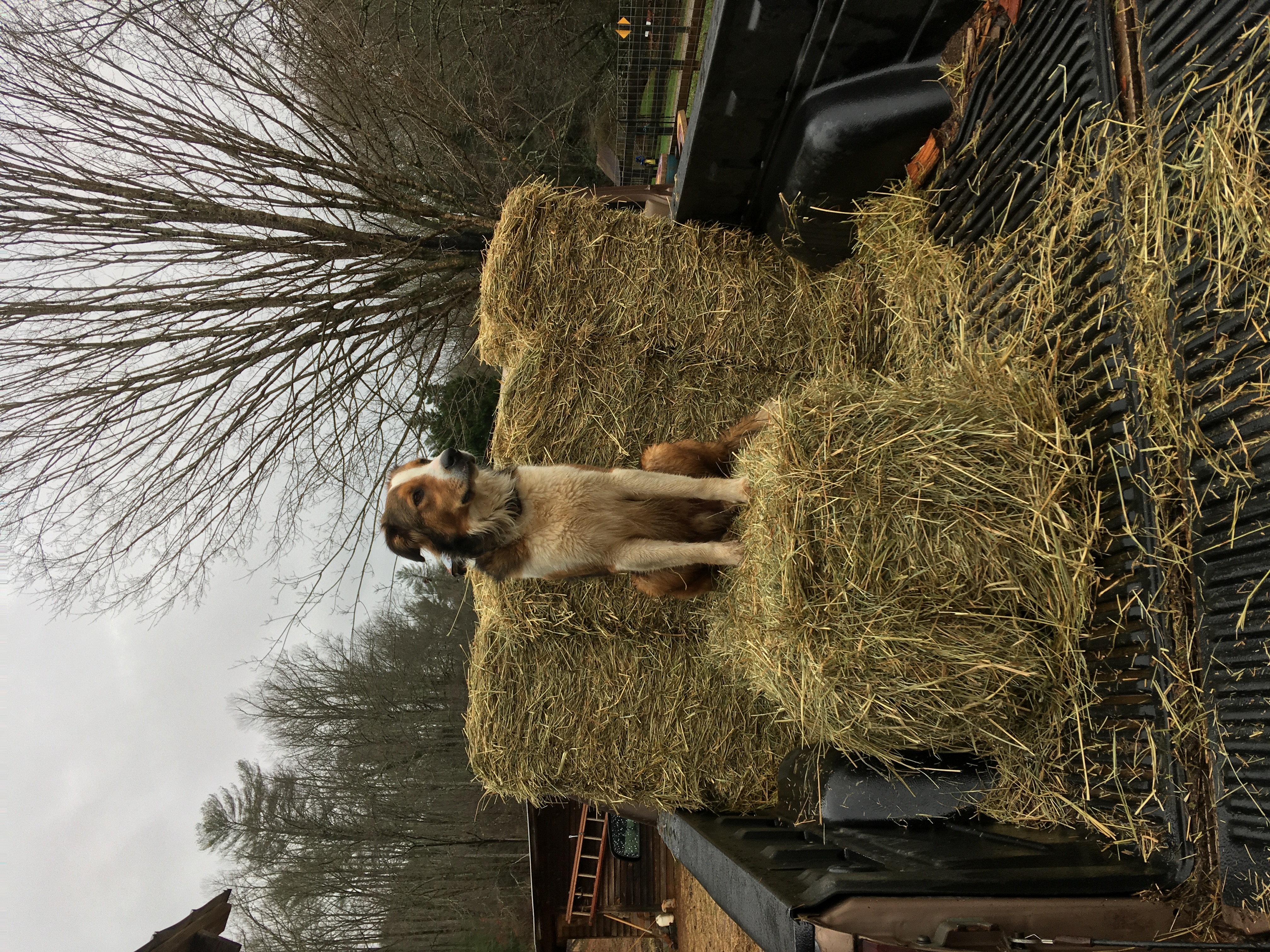a dog sitting on hay in the back of a truck