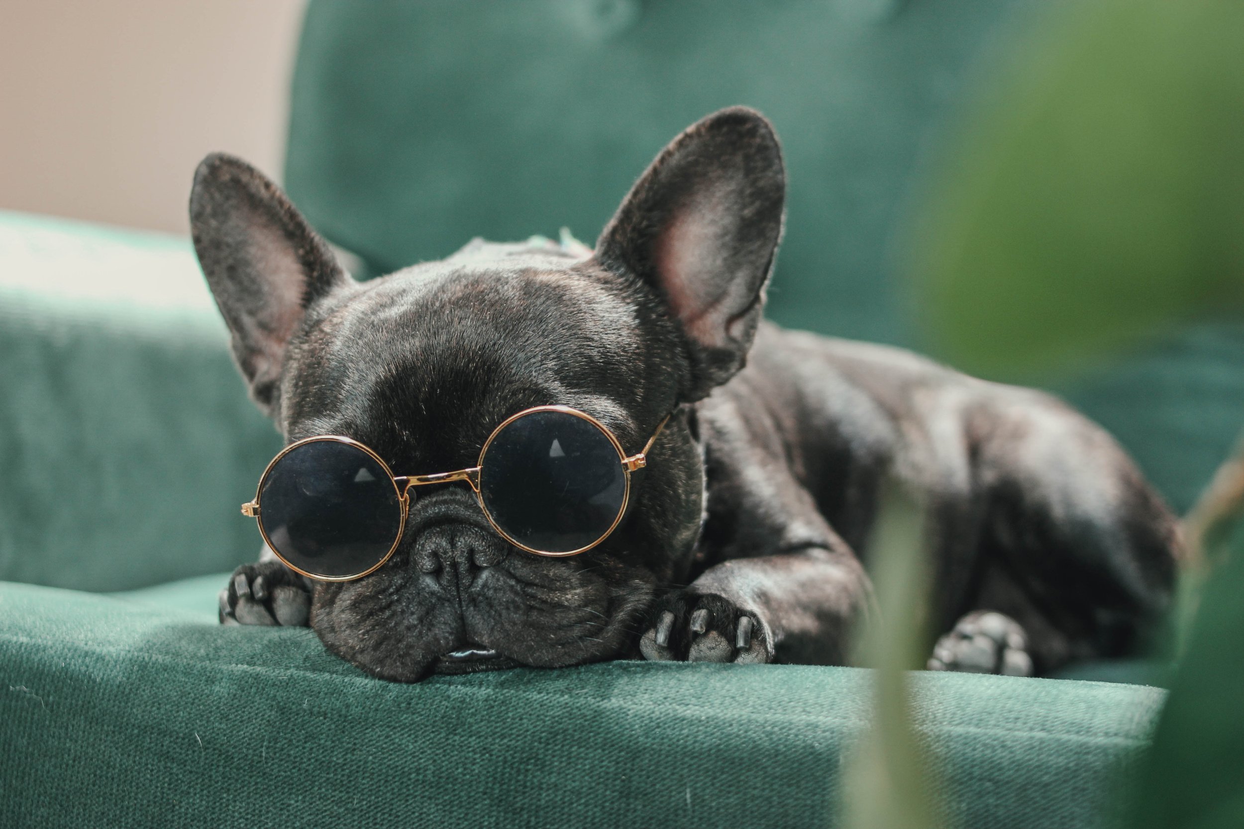 a dog lying on a chair wearing sunglasses