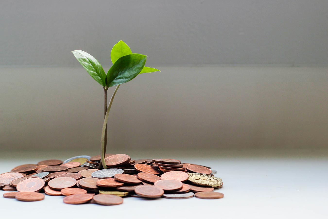 a plant growing out of coins