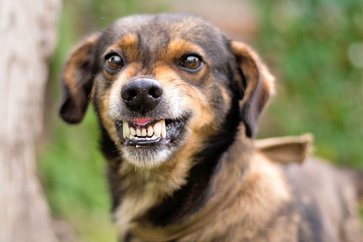 a dog showing its teeth