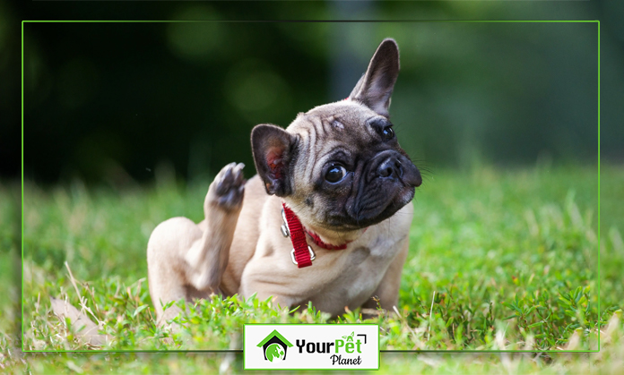 a dog lying on grass