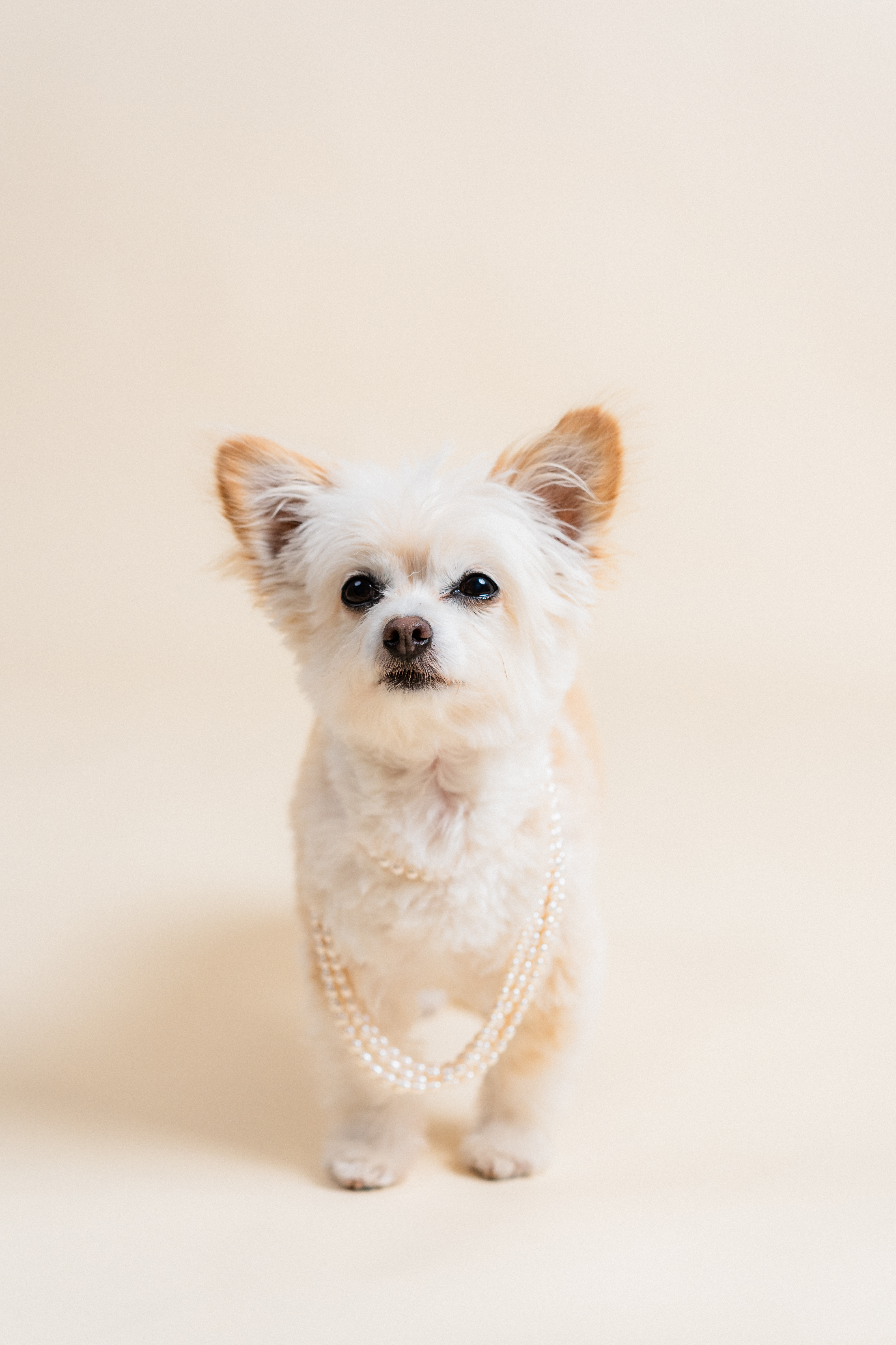 a dog wearing a pearl necklace