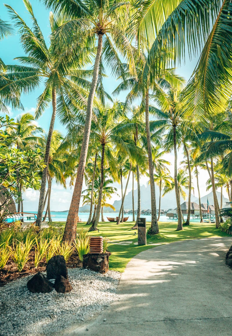 a path with palm trees and a beach
