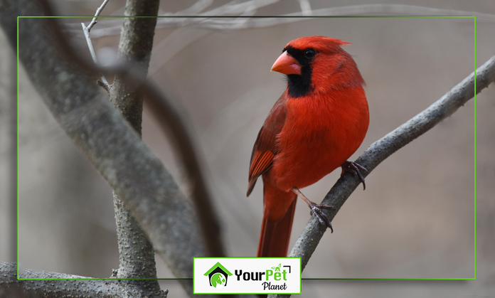 a red bird on a branch