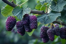 a bunch of blackberries on a tree