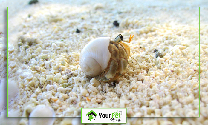 a hermit crab on the sand