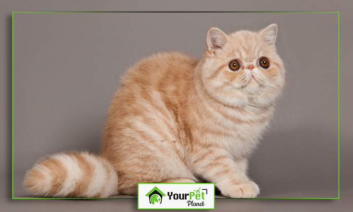 a cat sitting on a gray background