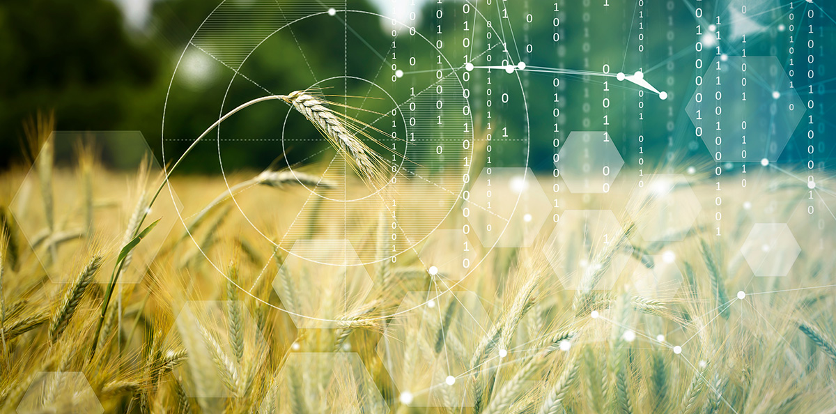 a wheat field with numbers and circles