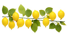 a group of lemons on a branch