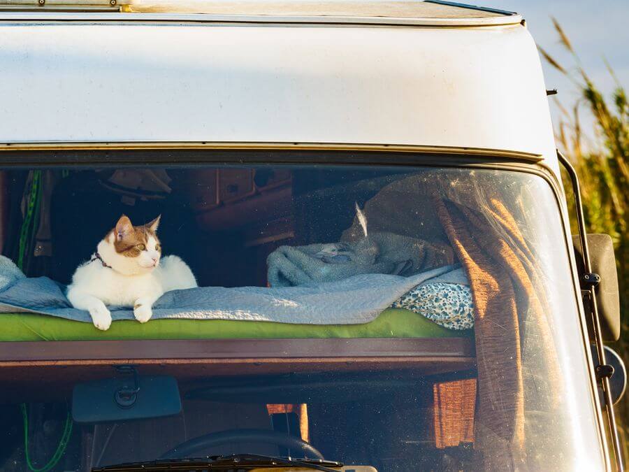 a cat lying in the back of a car