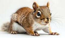 a squirrel with a white background