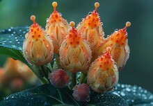 a group of flowers with water droplets on them