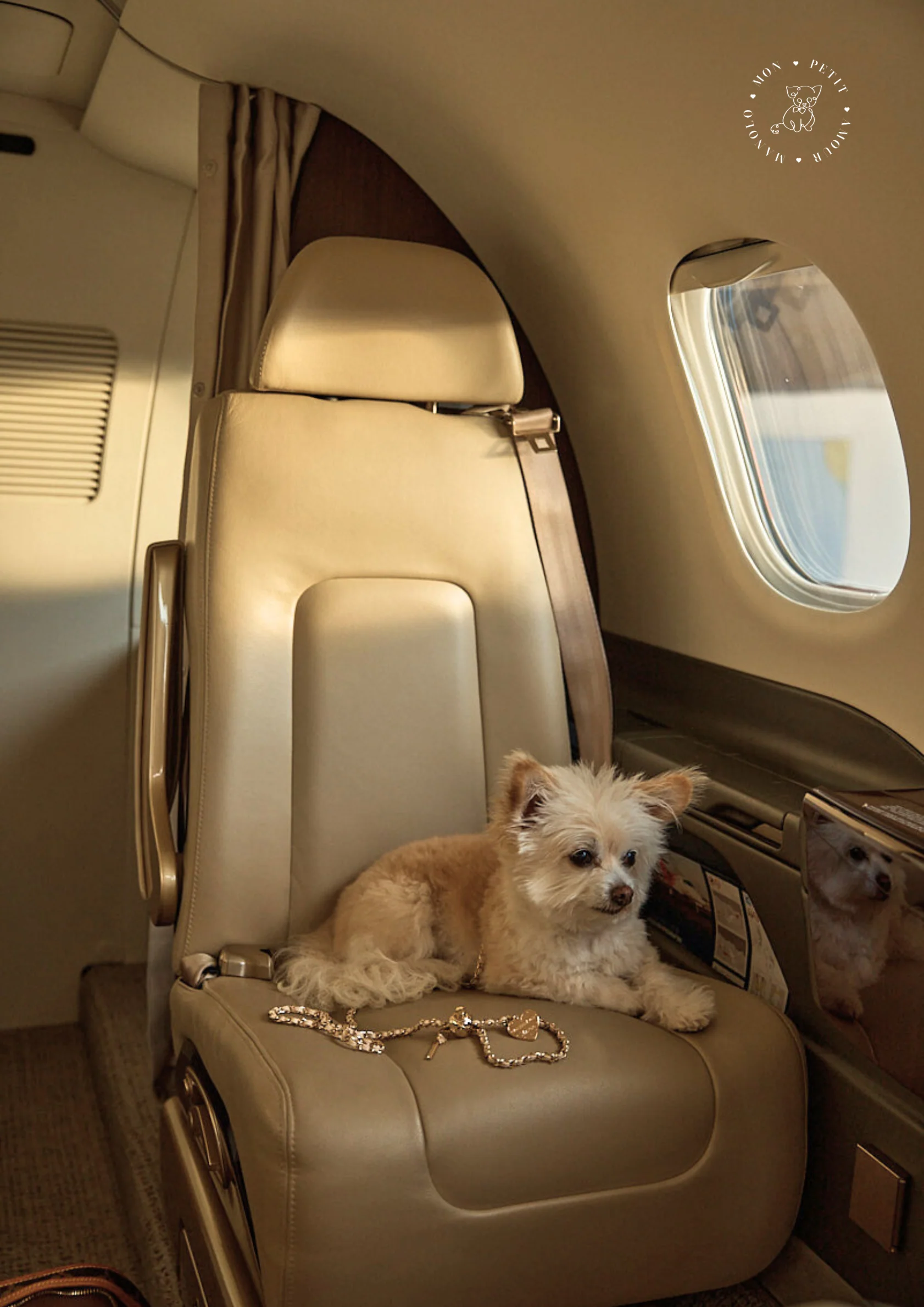 a dog sitting on a seat in an airplane