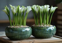 a group of white flowers in a green pot