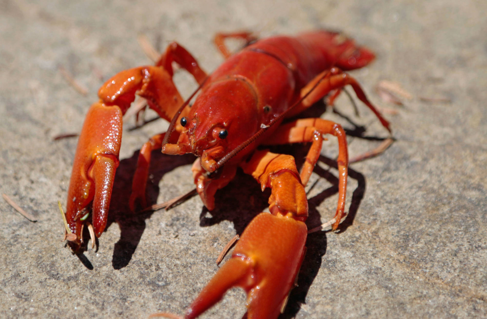 a lobster on the ground