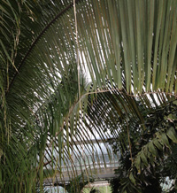 a palm tree leaves in a greenhouse