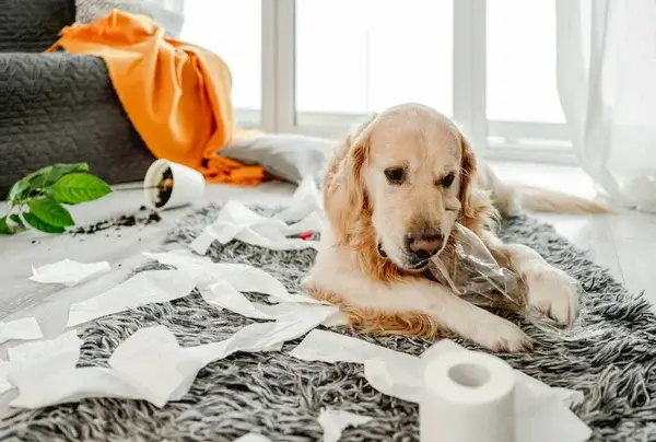 a dog lying on a rug with toilet paper