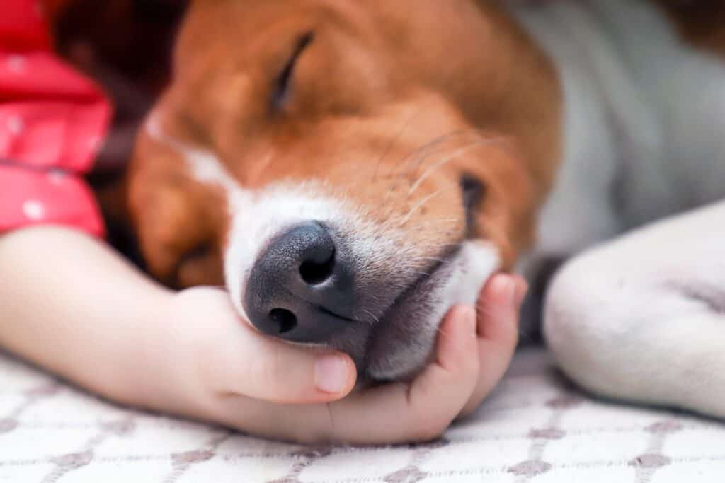 a dog sleeping on a hand