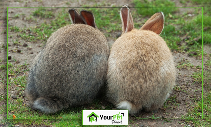 two rabbits sitting back to back