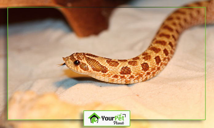 a snake on a white surface