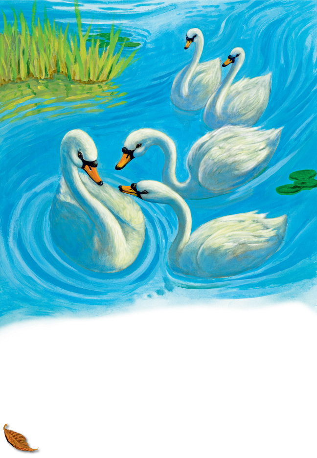 a group of white swans swimming in a pond
