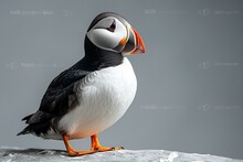 a bird standing on a rock