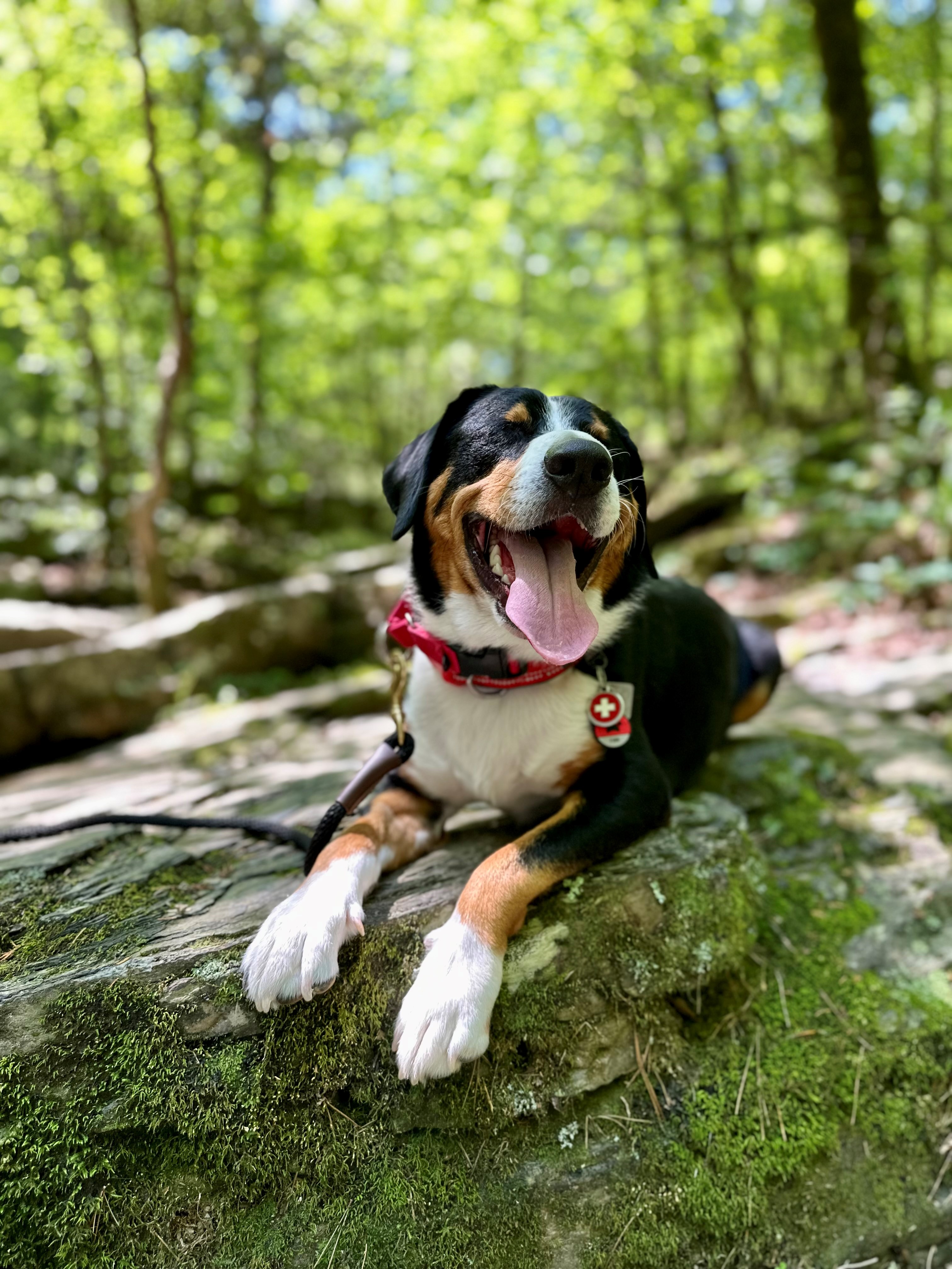 a dog lying on a rock in the woods