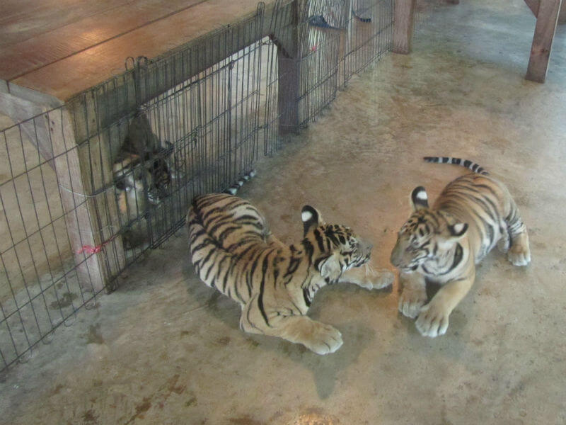 two tigers in a cage