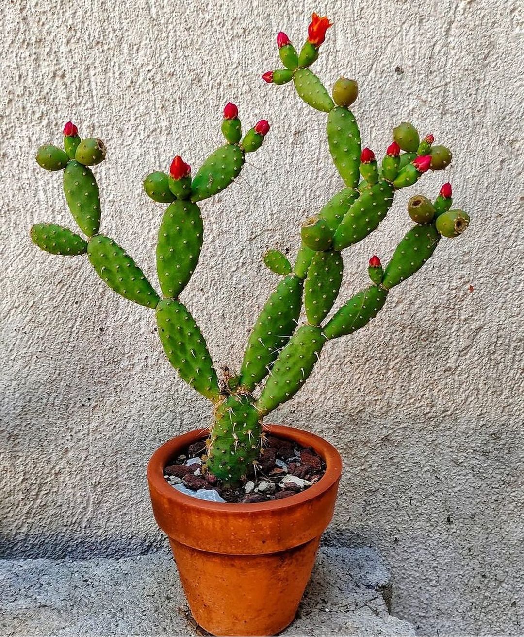 a cactus in a pot