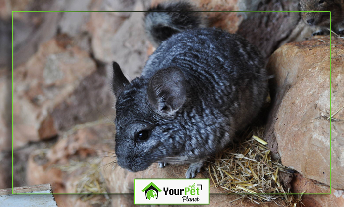 a small grey rodent on a rock