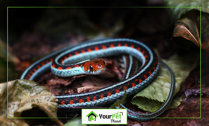 a blue and red snake on leaves